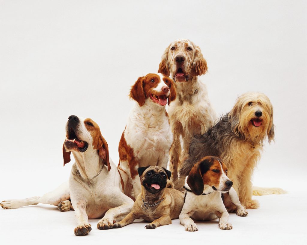 10 Genetic Disorders In Purebred Vs. Mixed-Breed Dogs | Shortlister